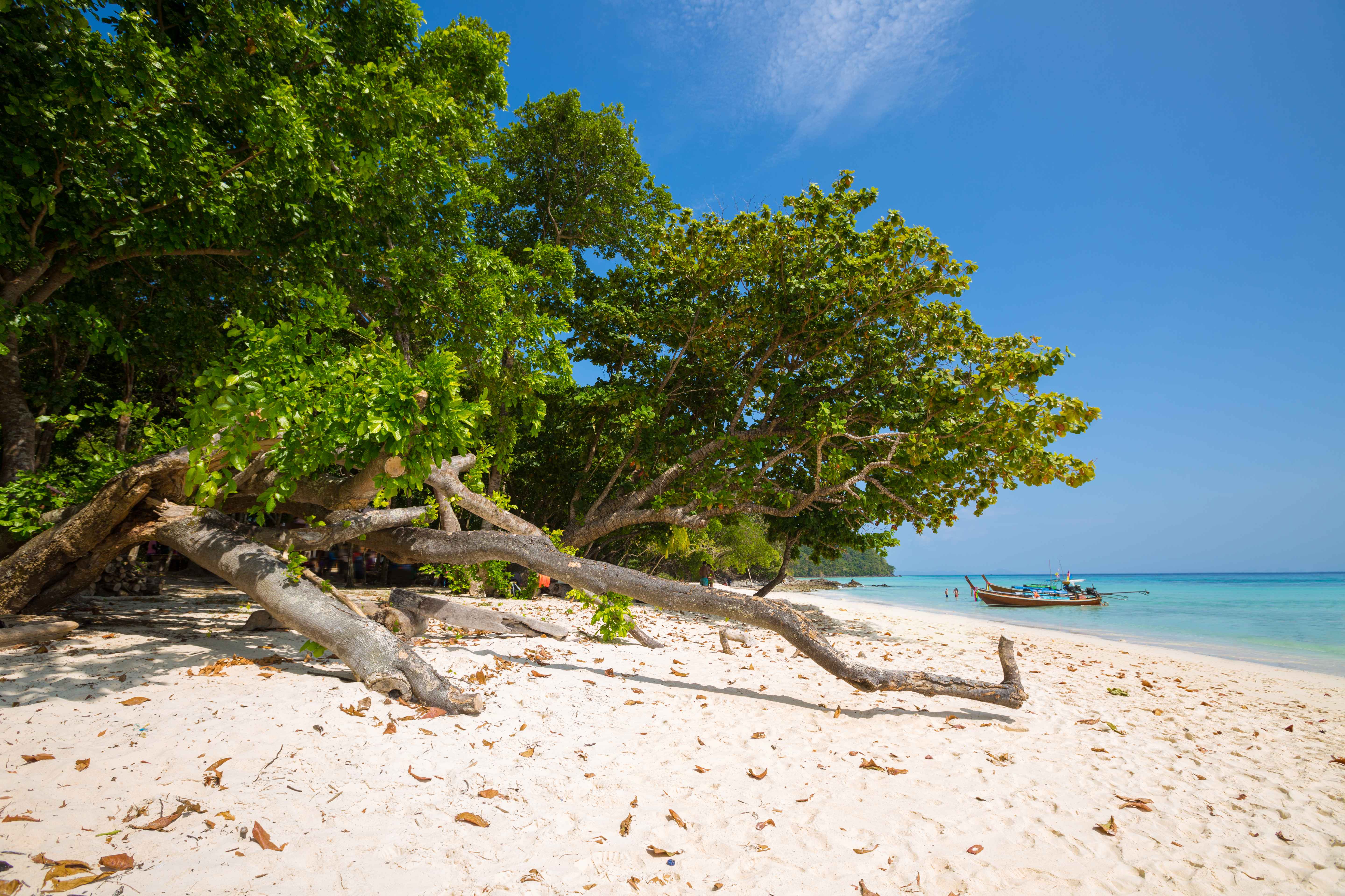 El Qulan Mangrove Beach