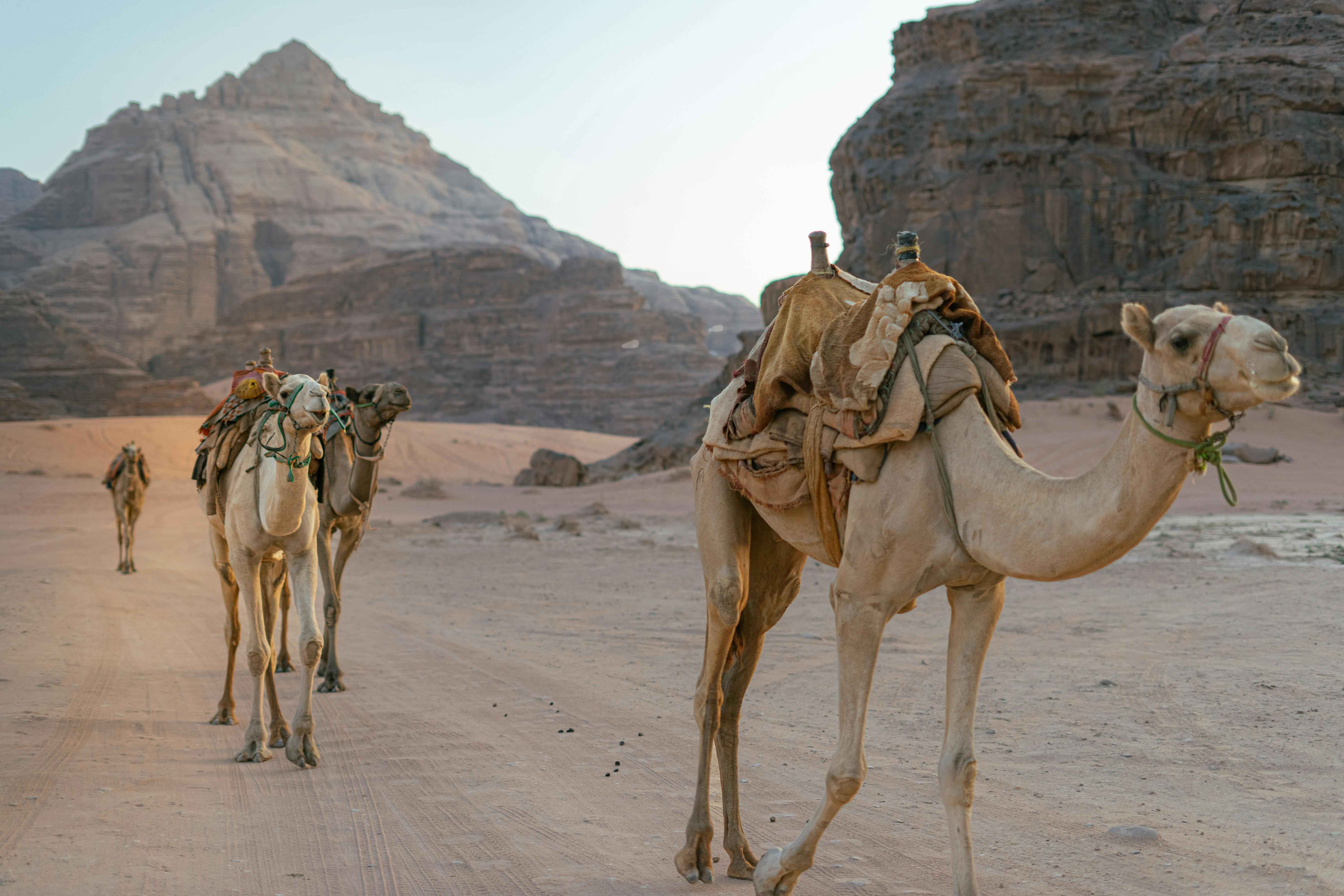 Wadi El Gemal National Park