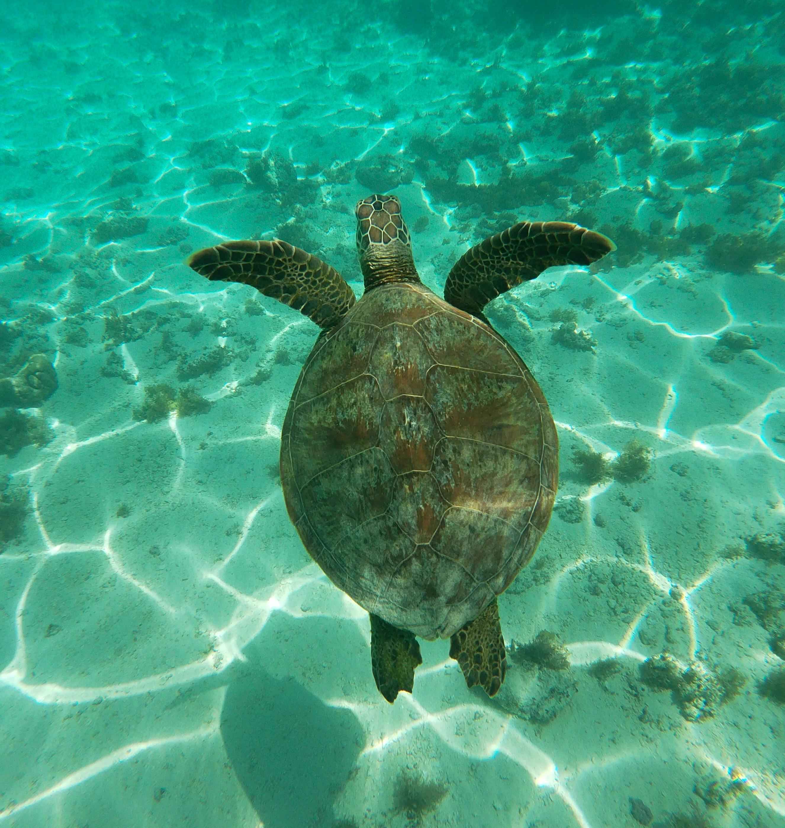 Abu Dabbab Beach