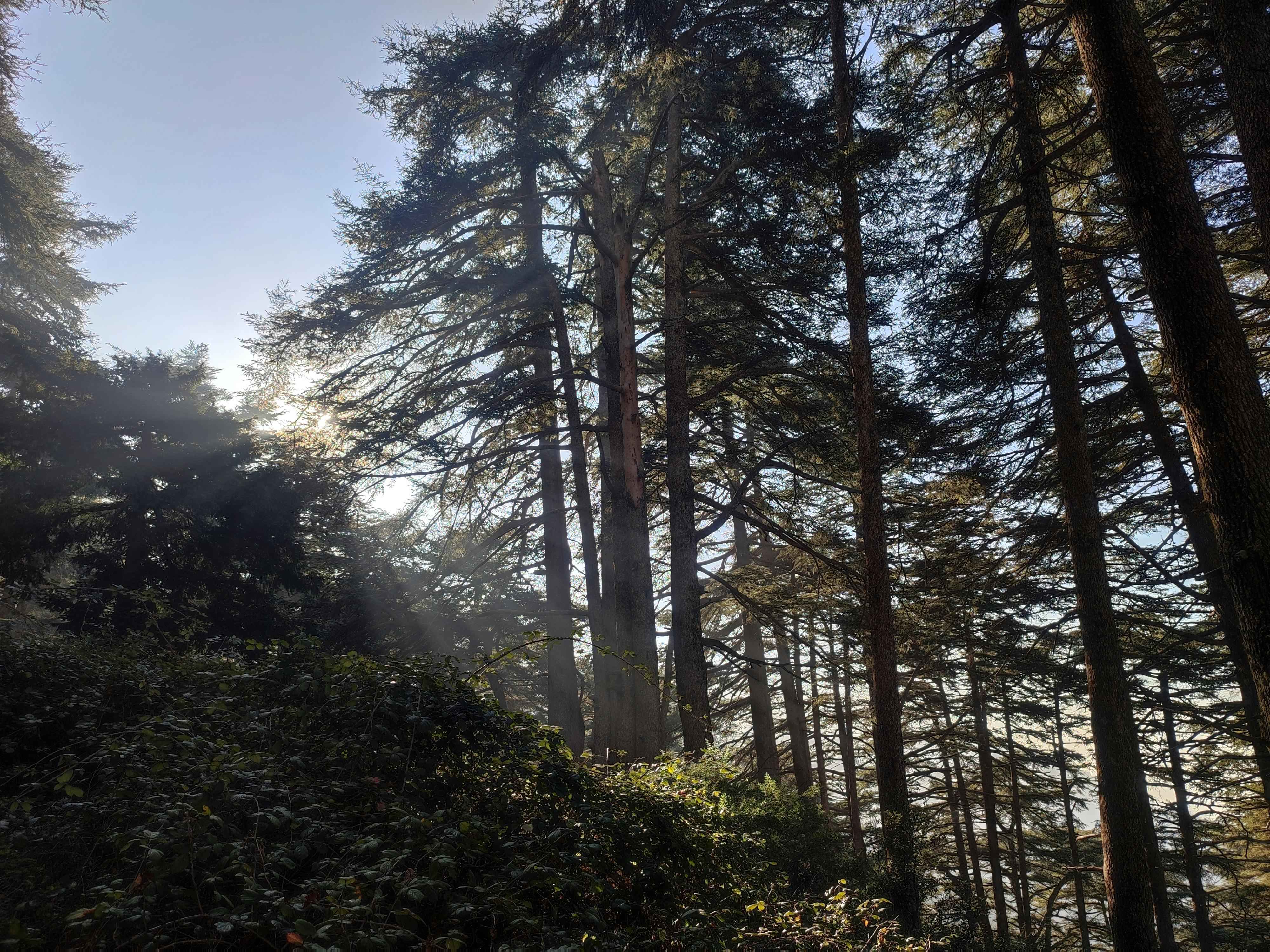Cedars of God Lebanon