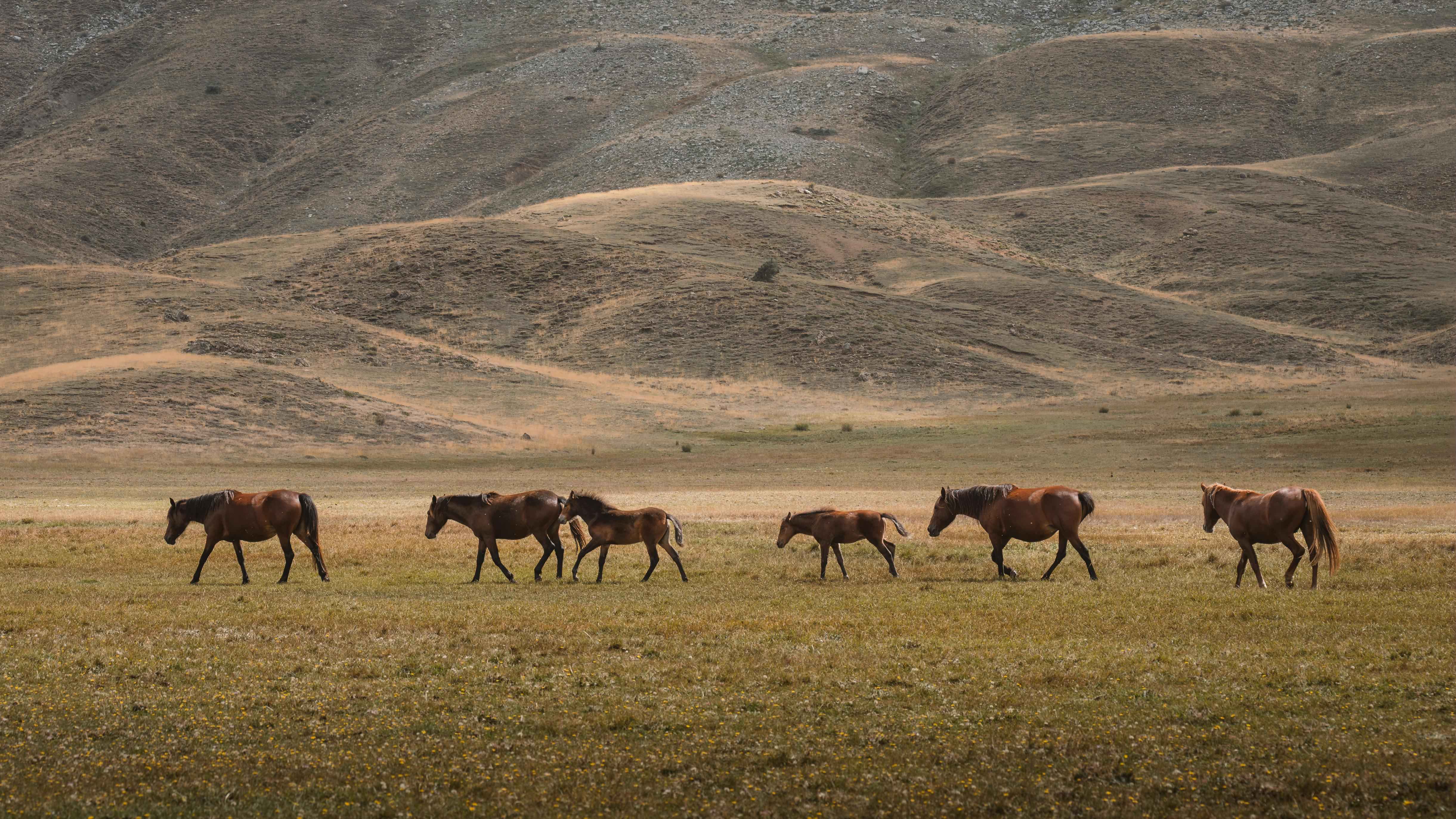Khustai National Park Mongolia