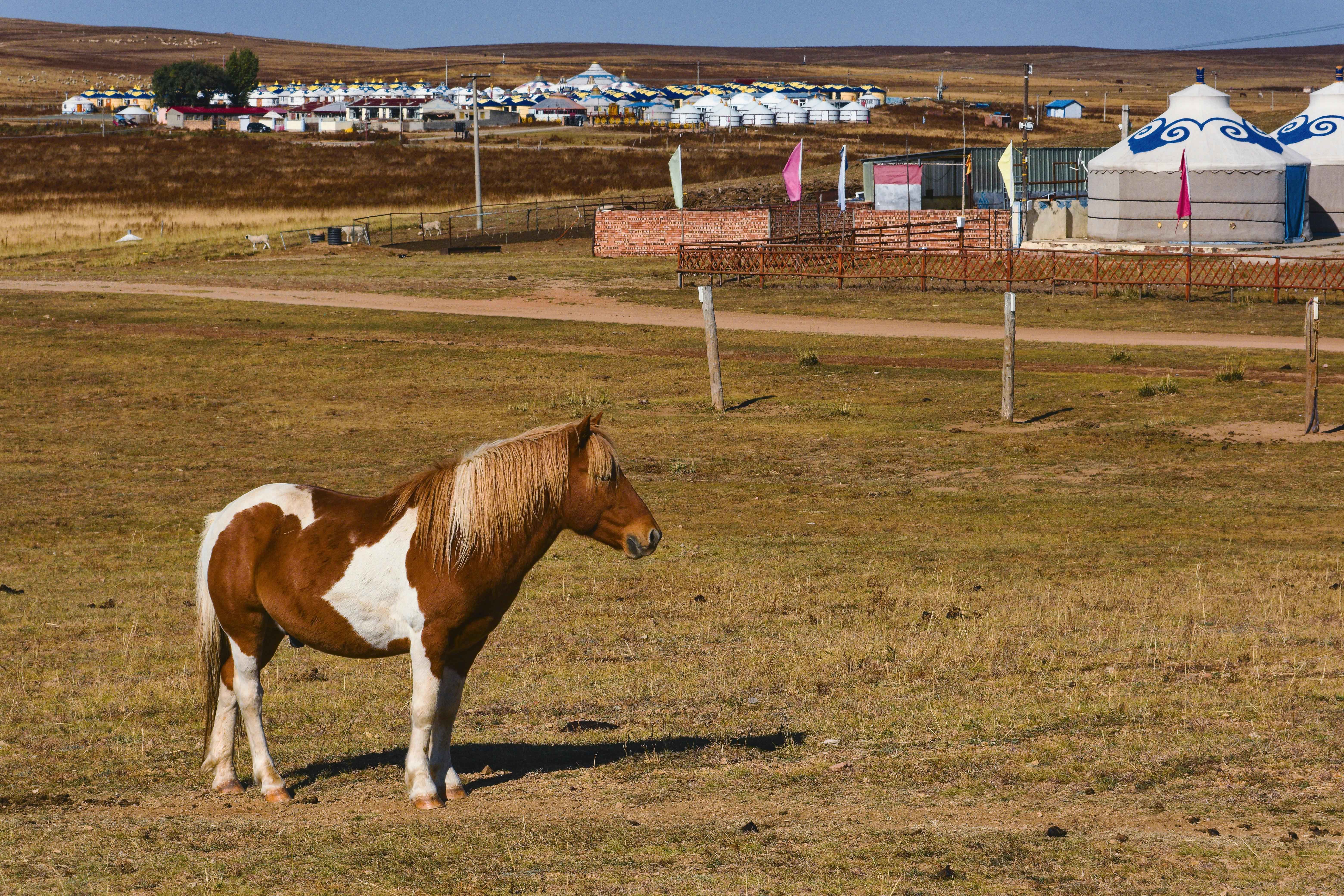 Mongolia Travel Package