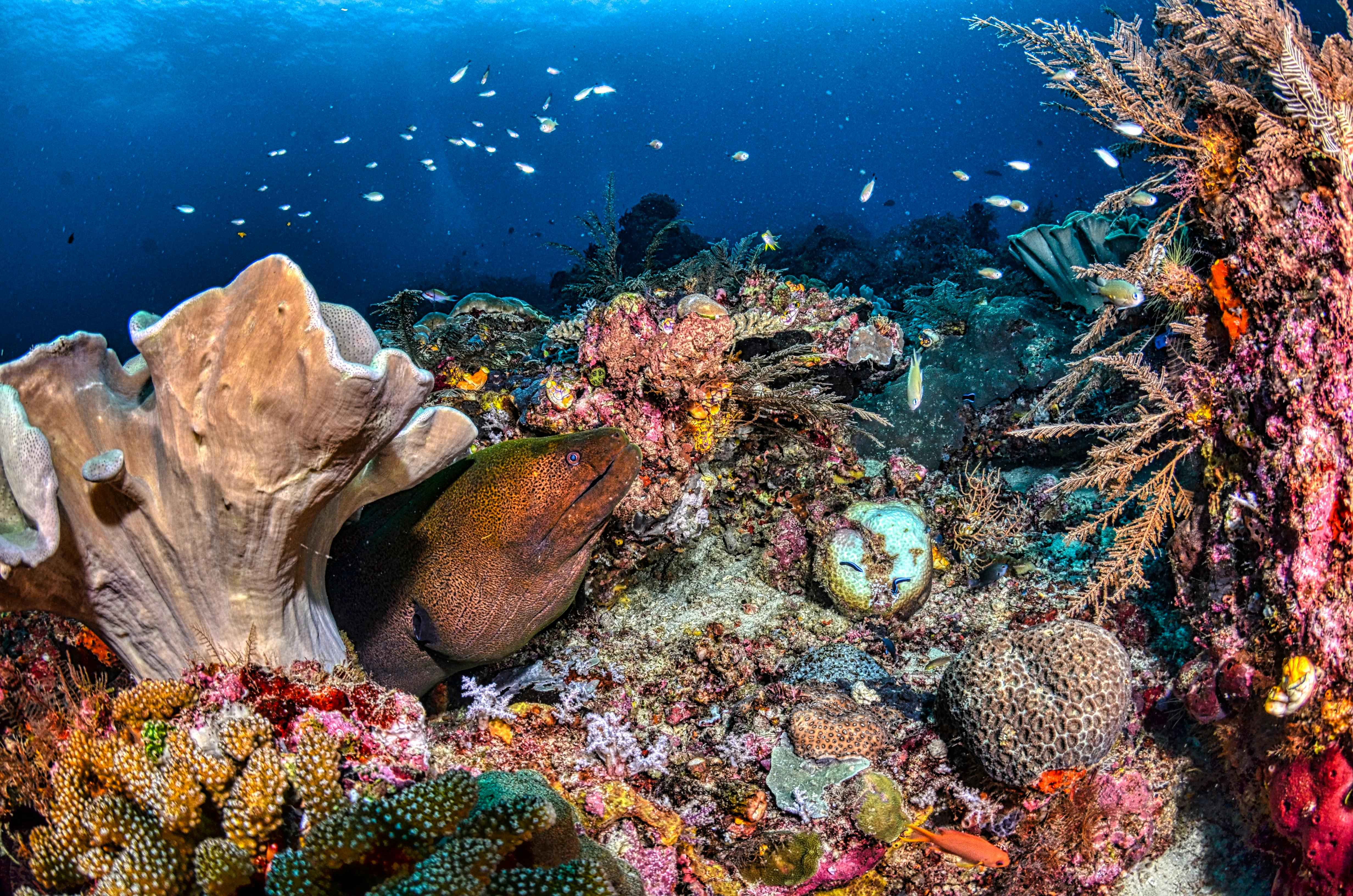 Sataya Reef